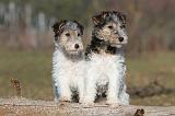 FOX TERRIER 461